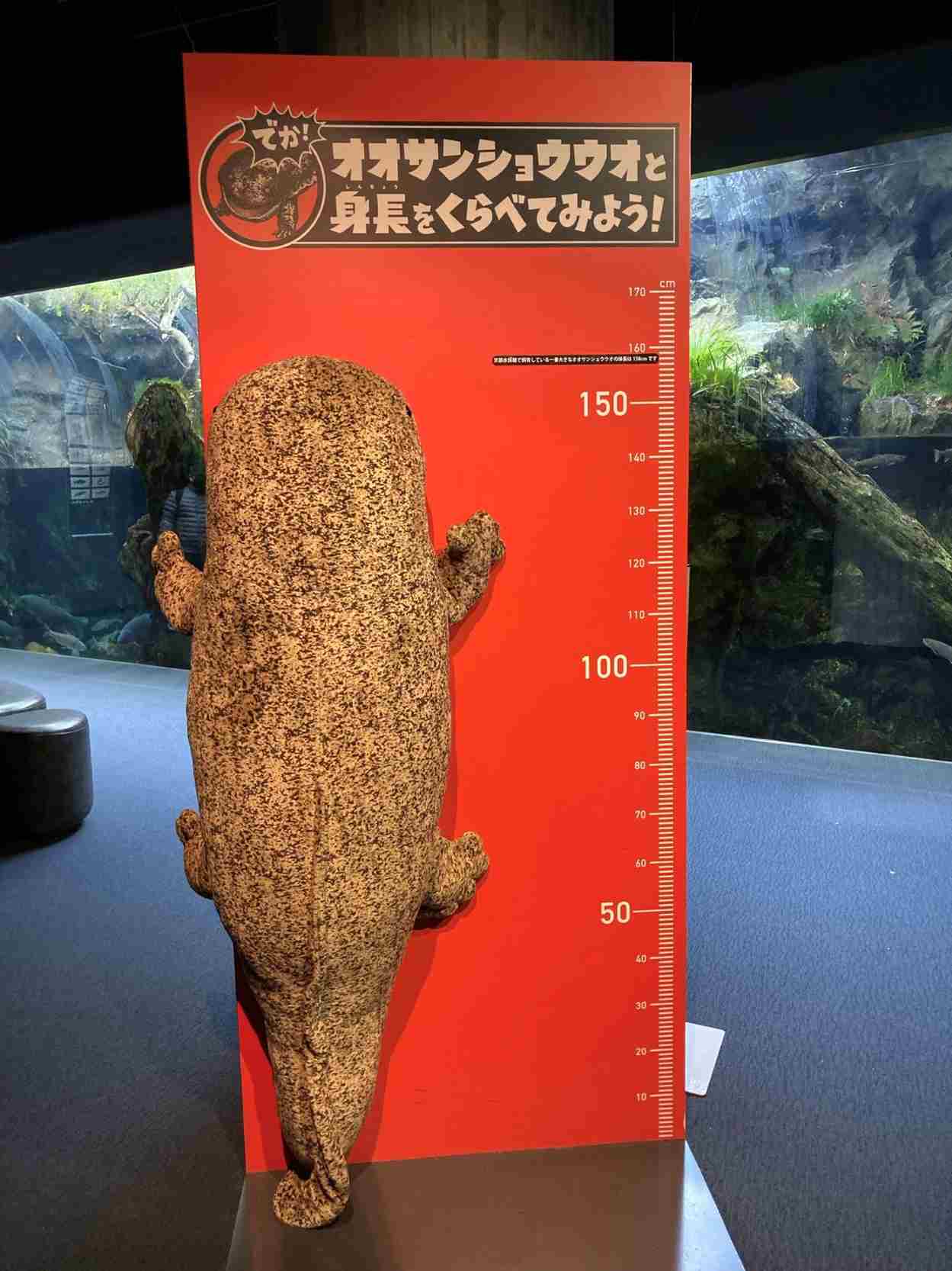 オオサンショウウオ