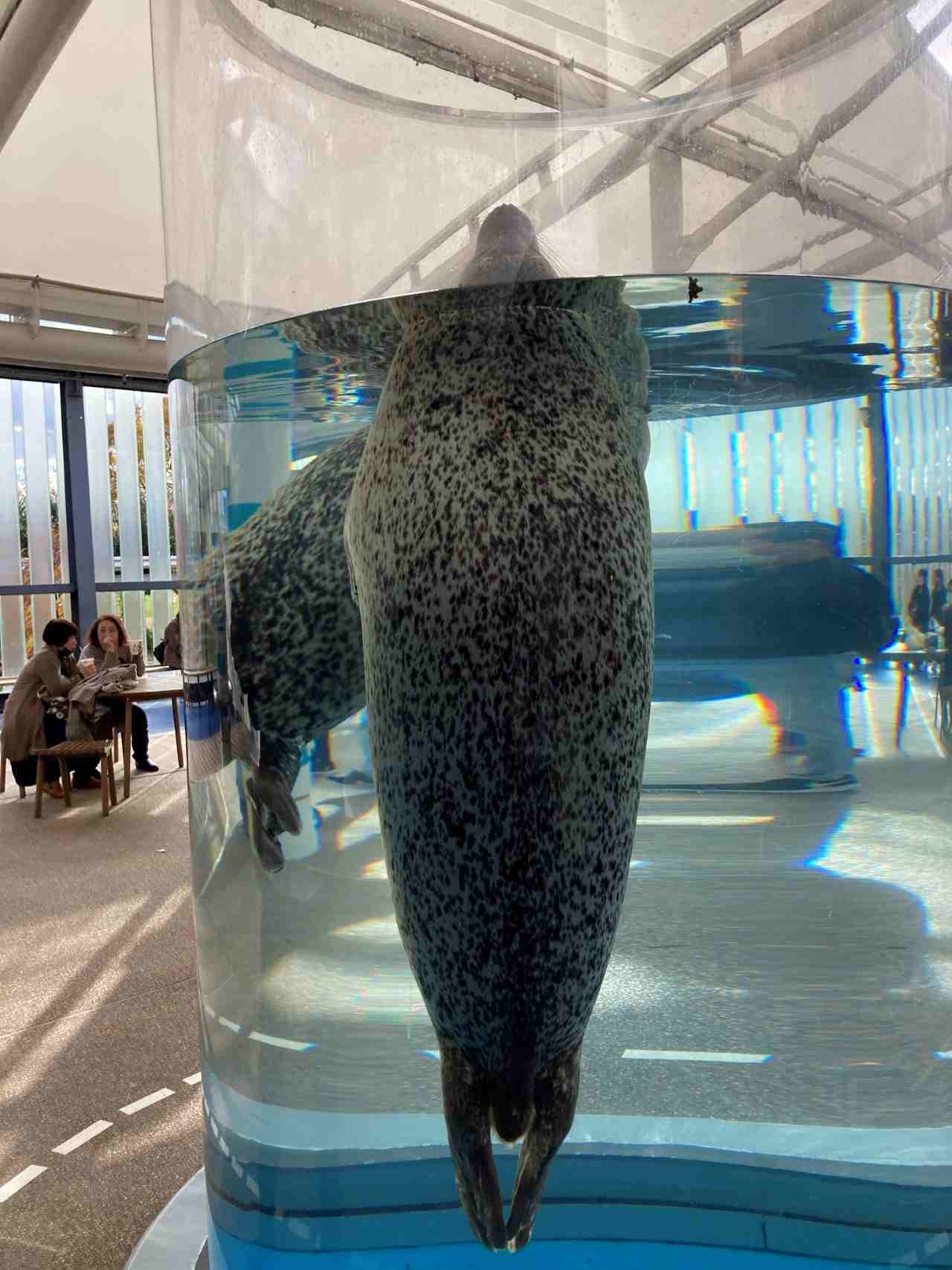 ゴマフアザラシ