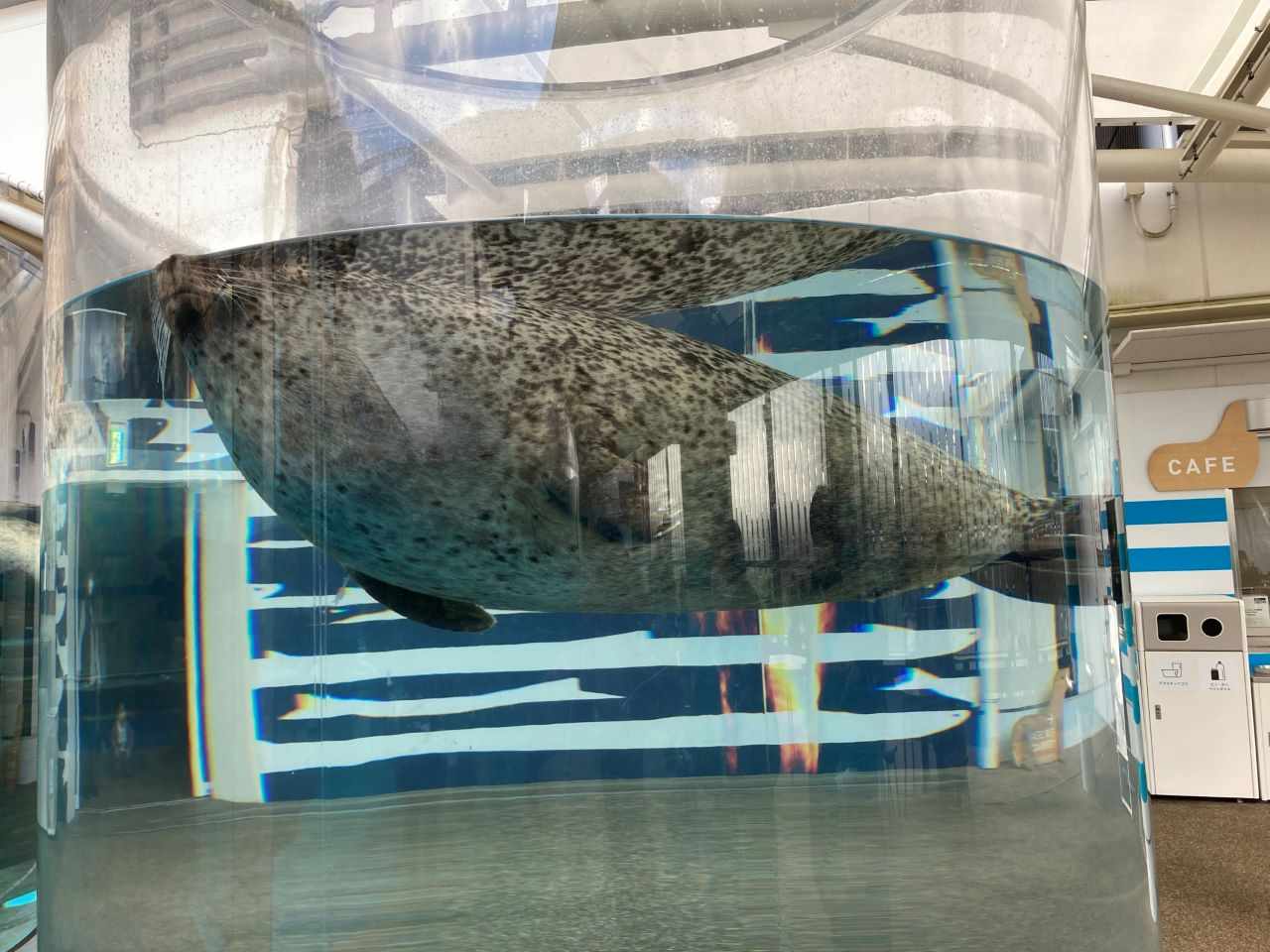 ゴマフアザラシ