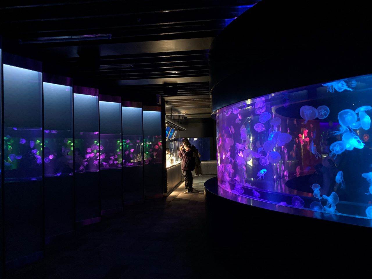 クラゲワンダー