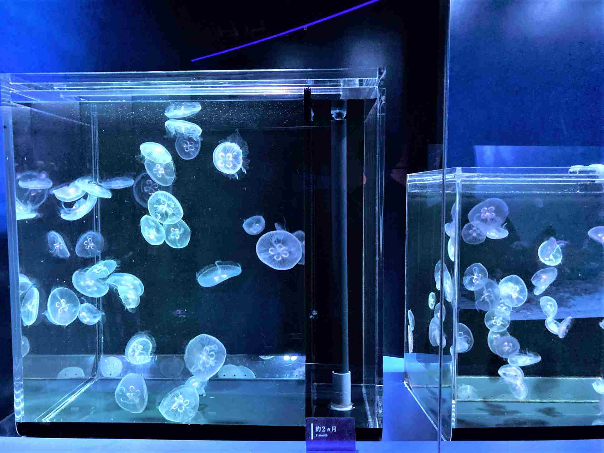 クラゲワンダー