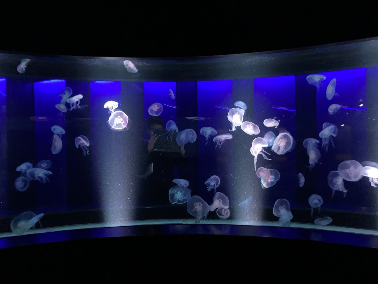 クラゲワンダー