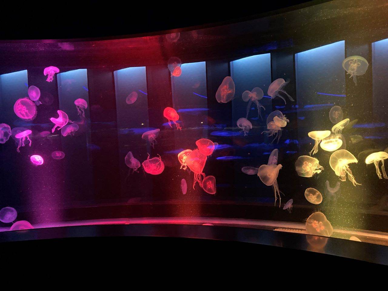 クラゲワンダー