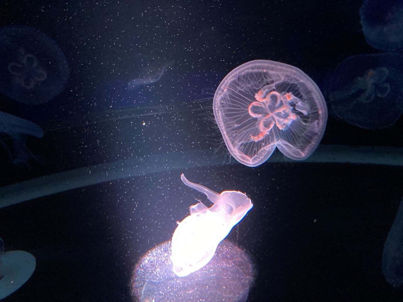 クラゲワンダー