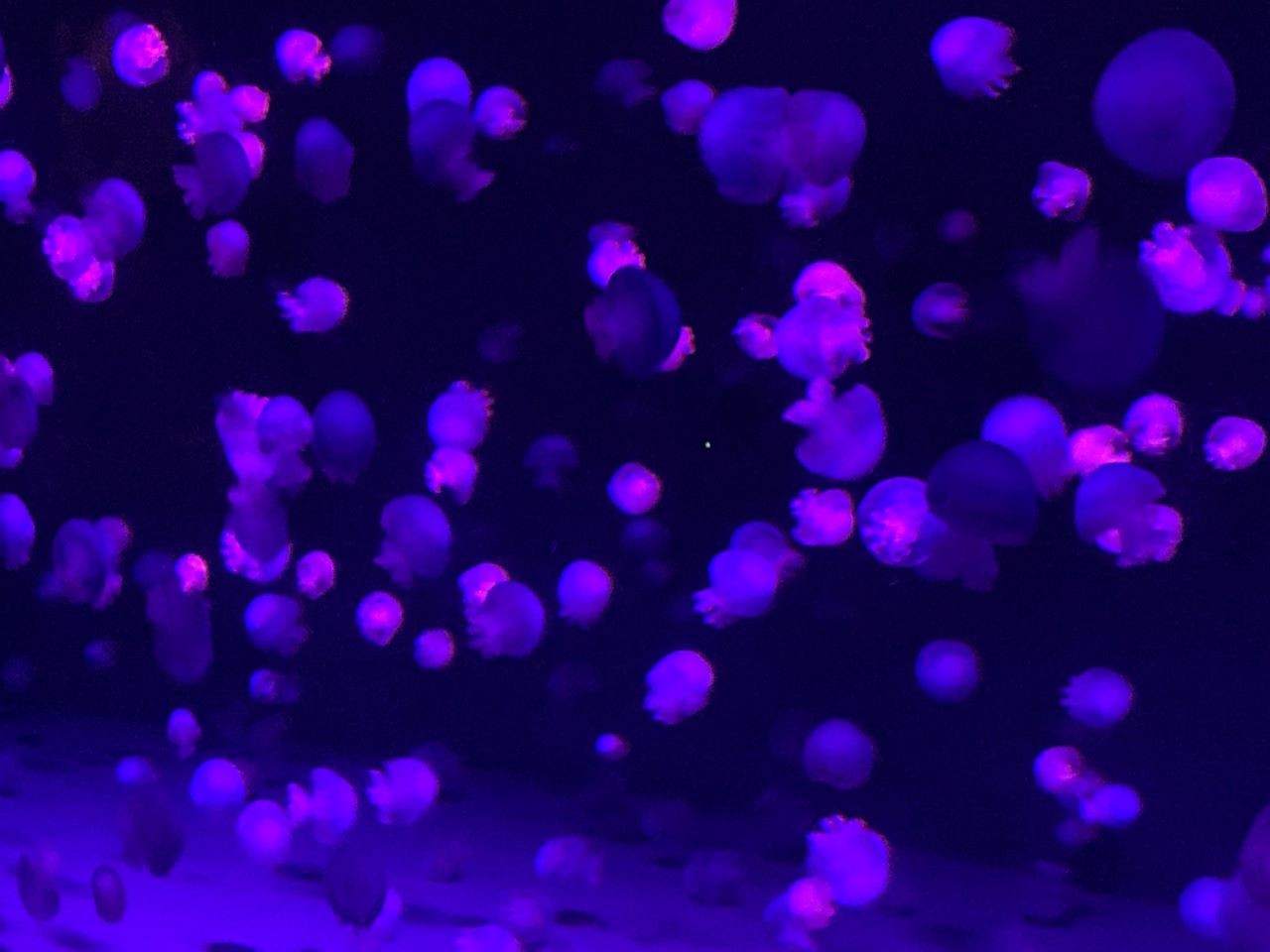 キャノンボールジェリーフィッシュ