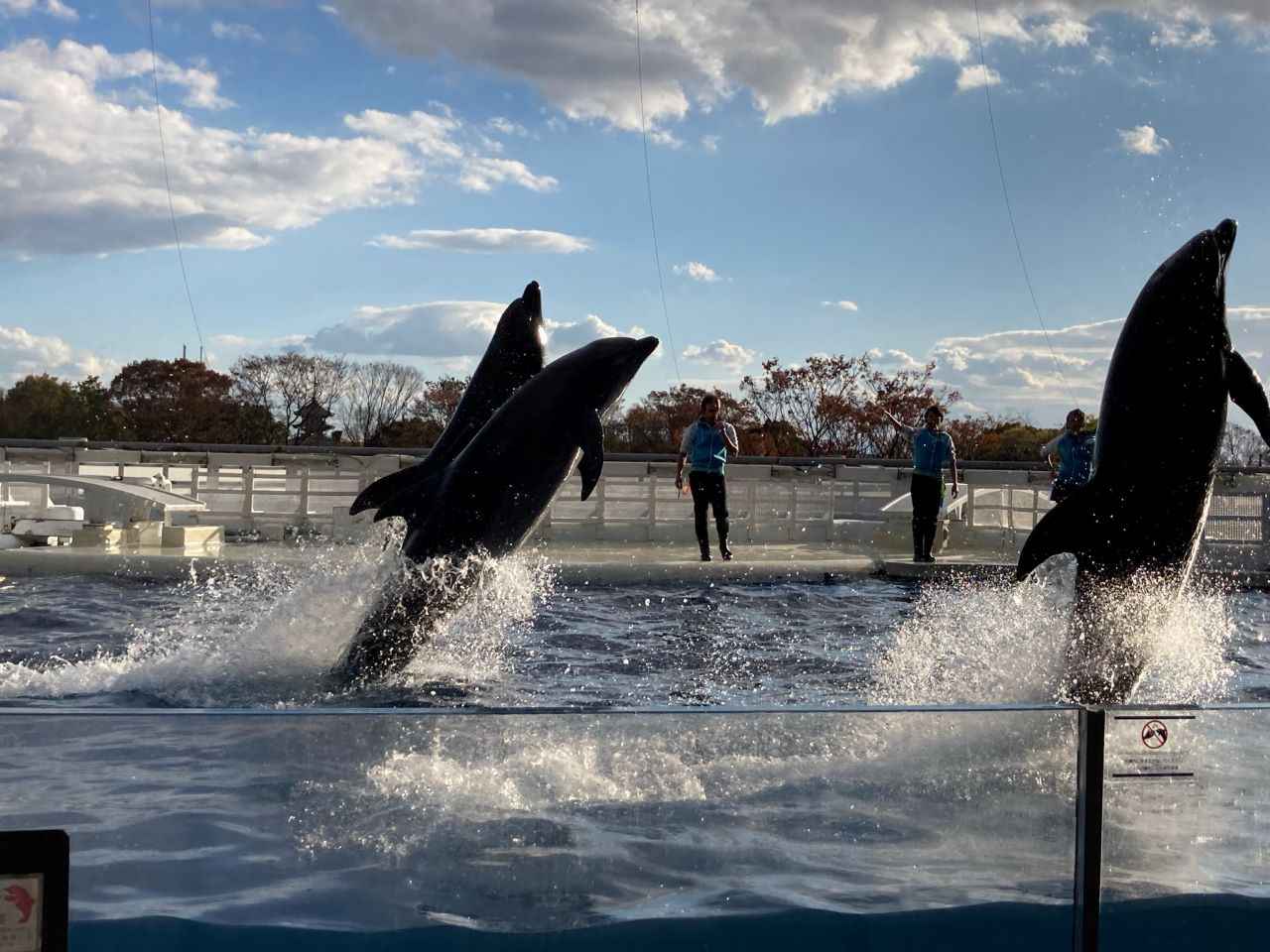 イルカパフォーマンス「YEAH!!」