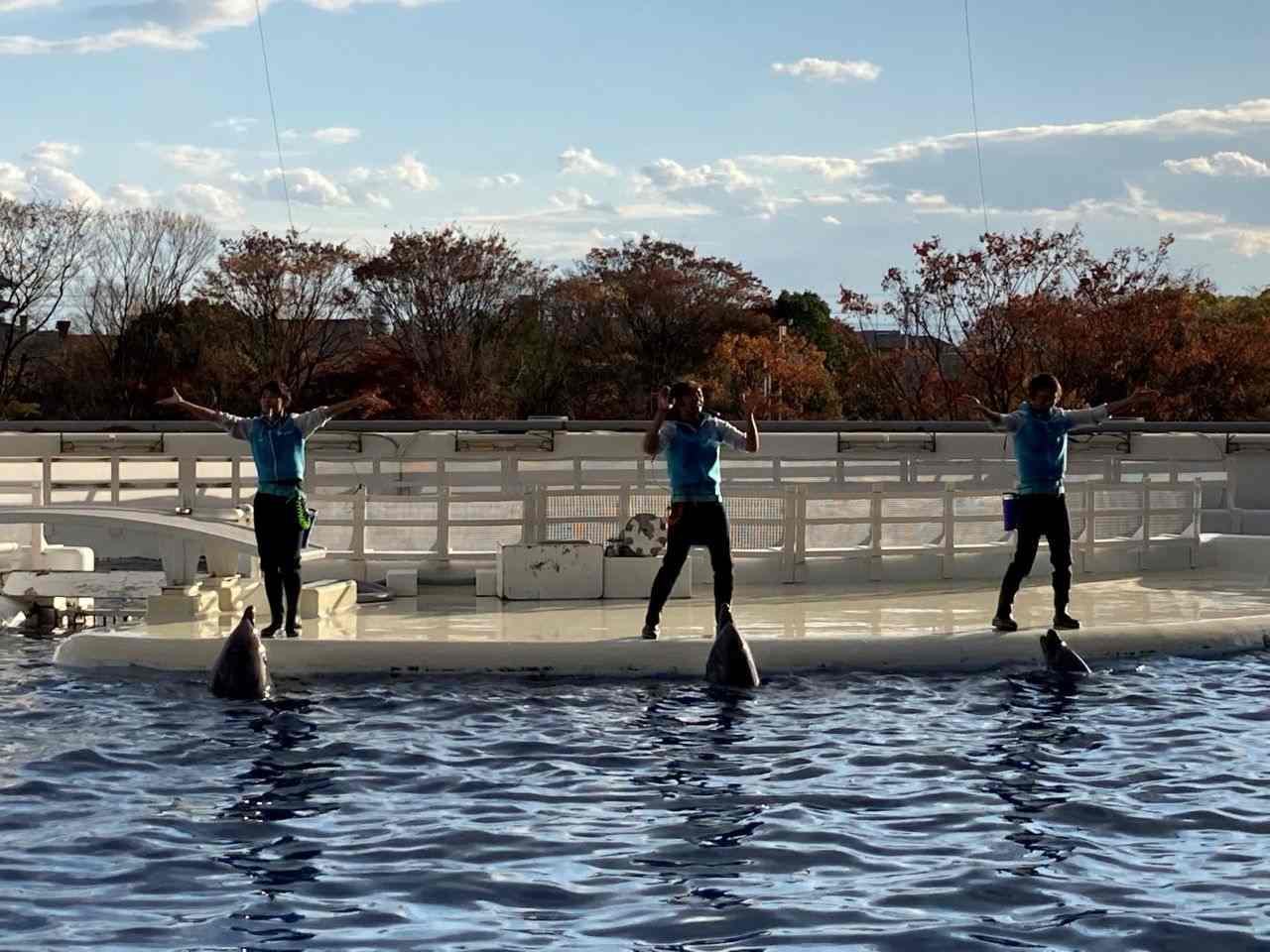 イルカパフォーマンス「YEAH!!」