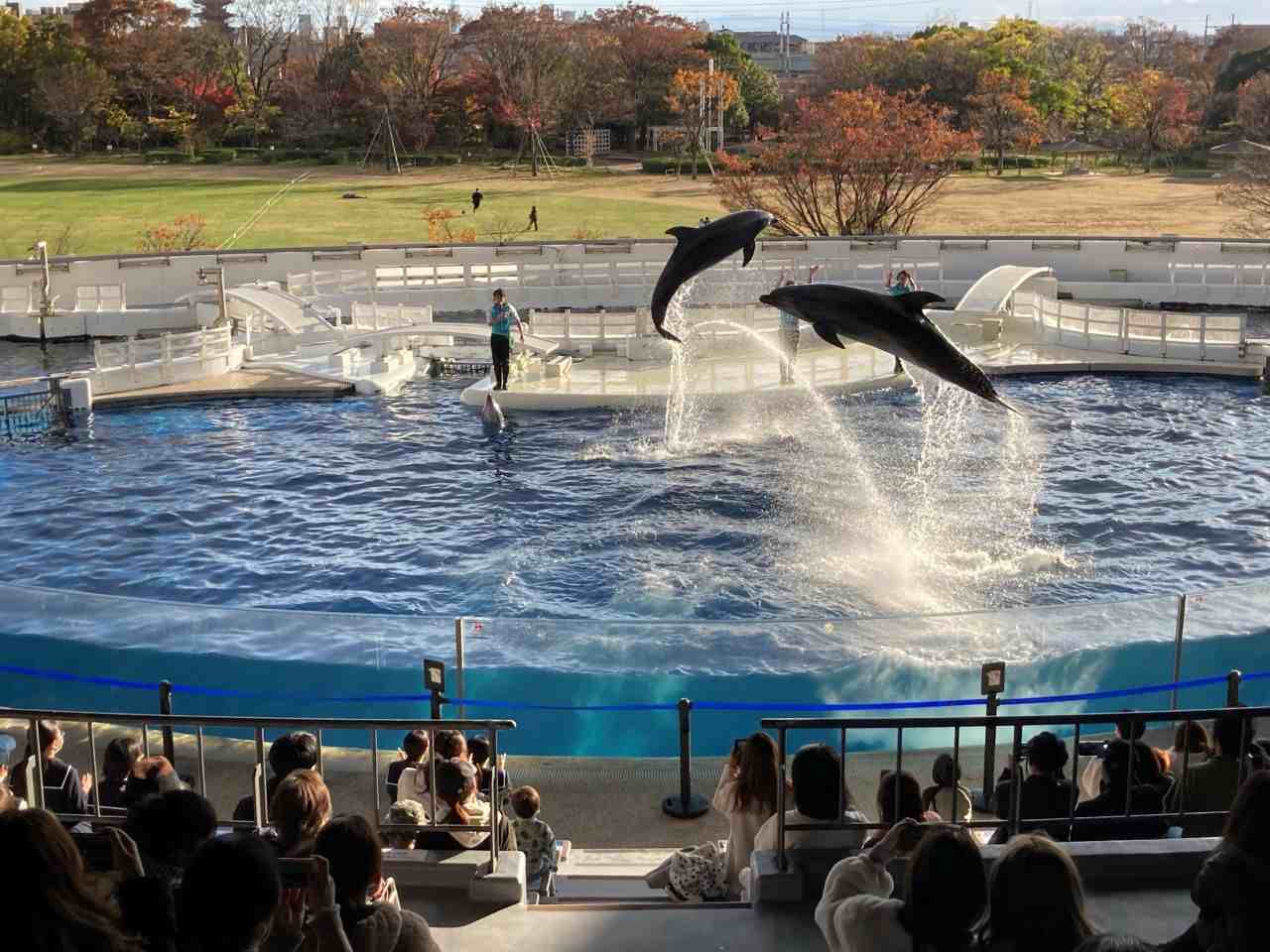 イルカパフォーマンス「YEAH!!」