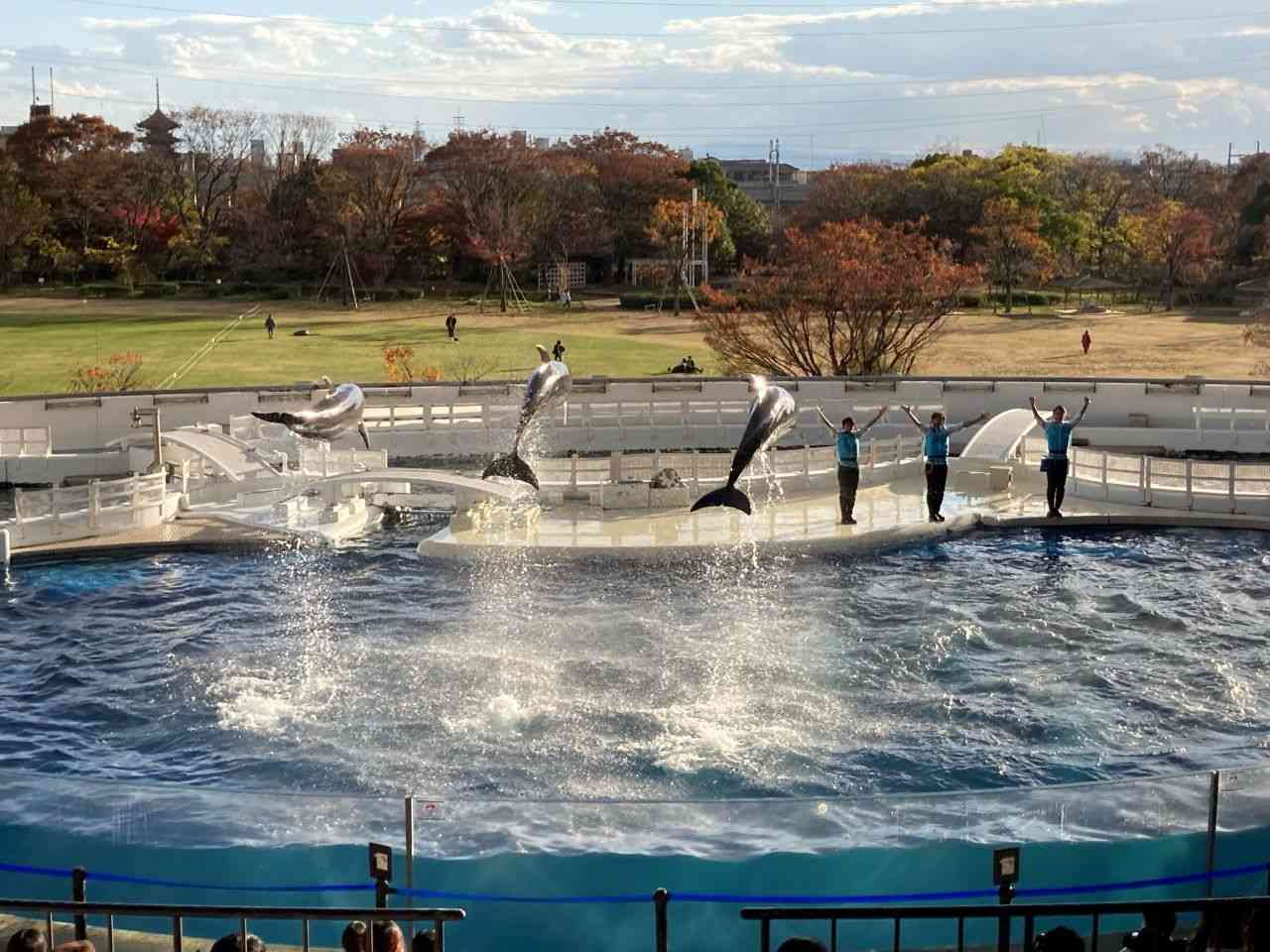 イルカパフォーマンス「YEAH!!」