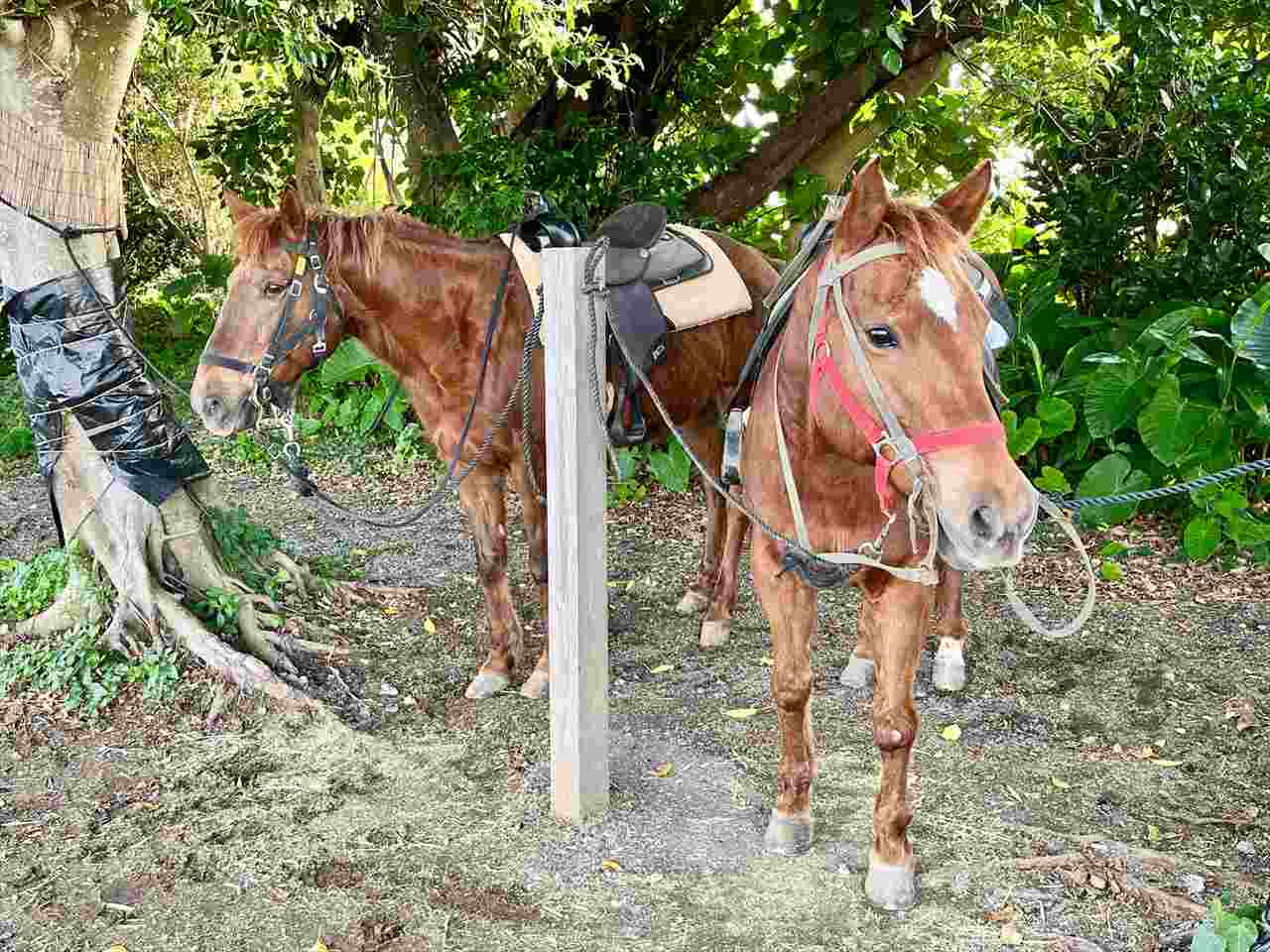 グッディとグース