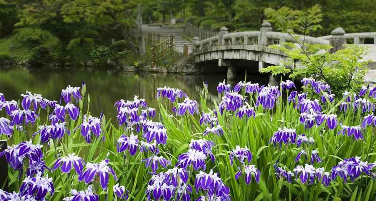 円山公園のカキツバタ