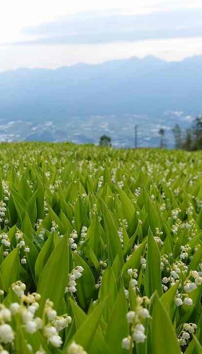 スズラン越し八ヶ岳