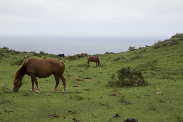 西ノ島馬