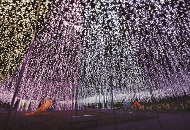 栃木県足利市あしかがフラワーパーク