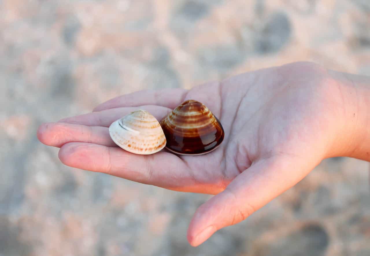 潮干狩りで採った貝
