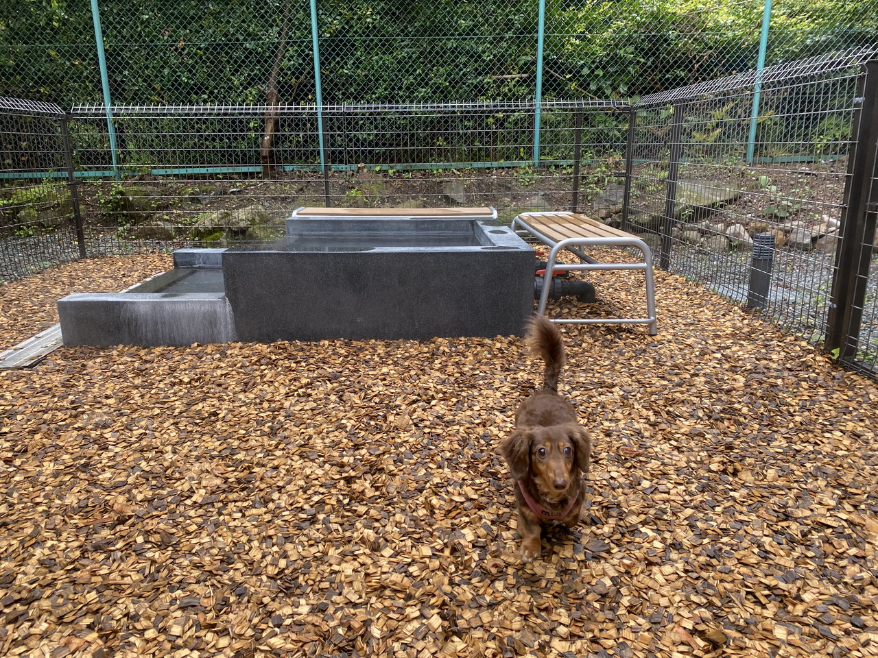 reginaドッグラン