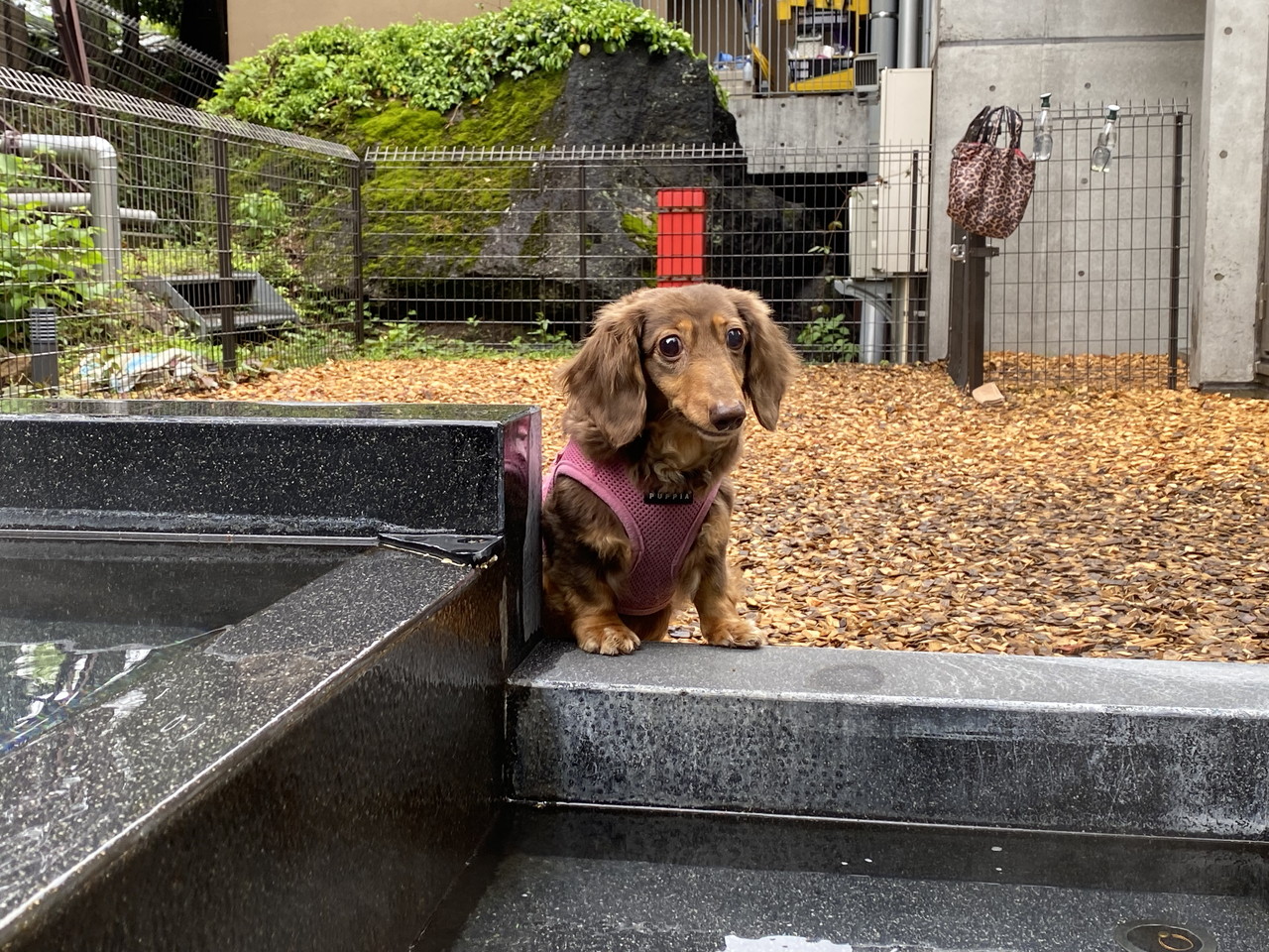 reginaドッグラン1