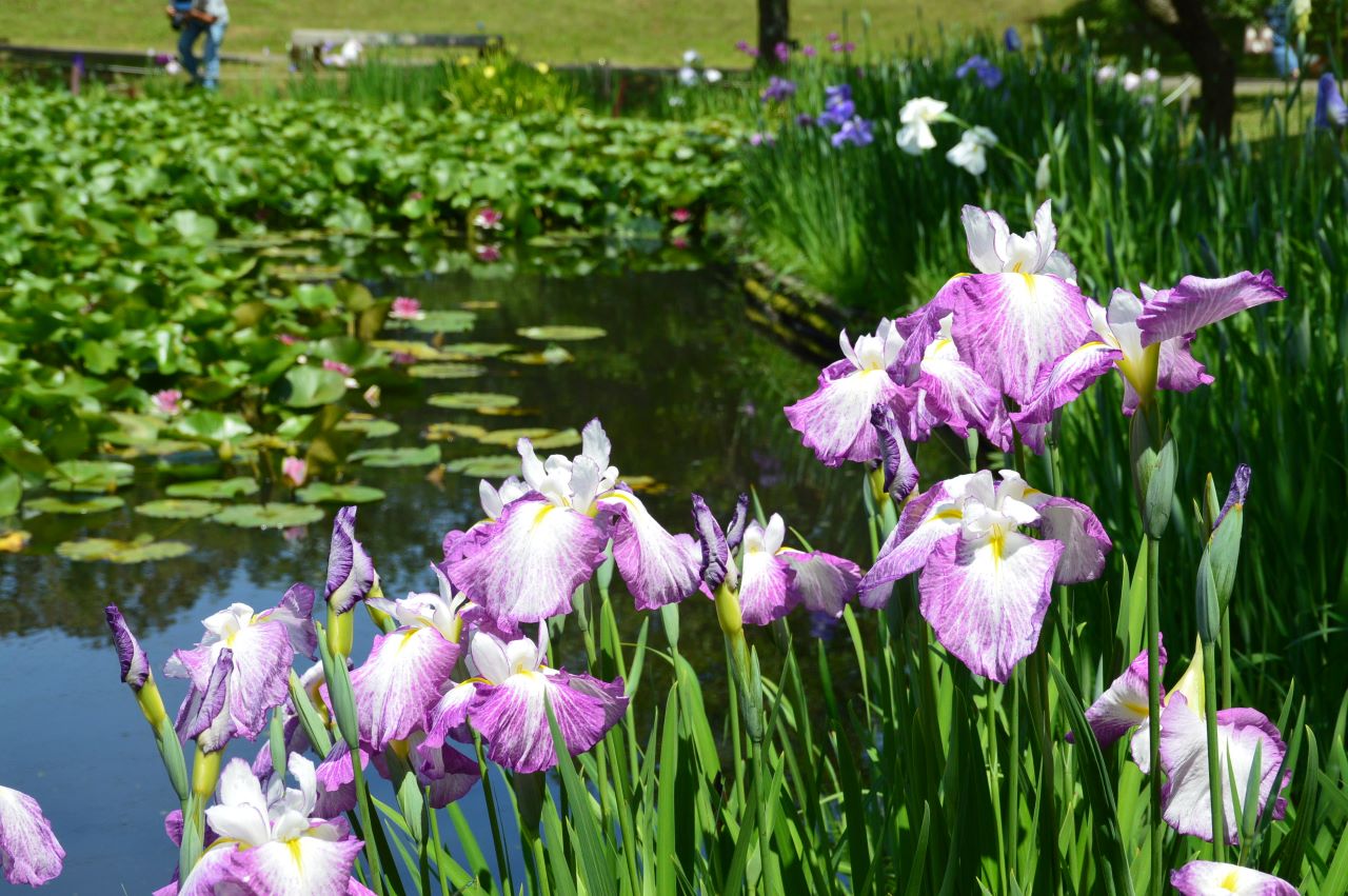 花菖蒲と睡蓮