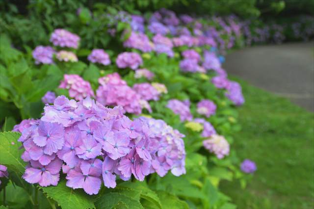 紫陽花