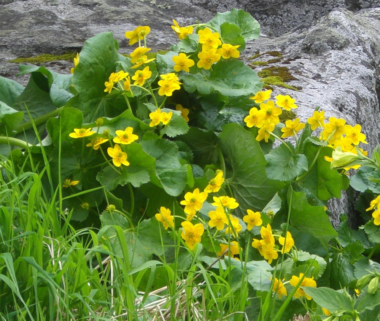 大雪山のエゾリュウキンカ