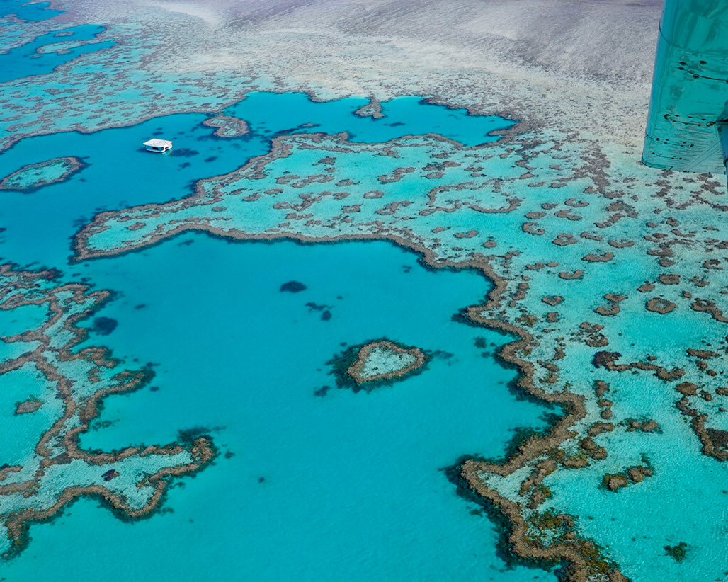 【画像】ハートリーフ