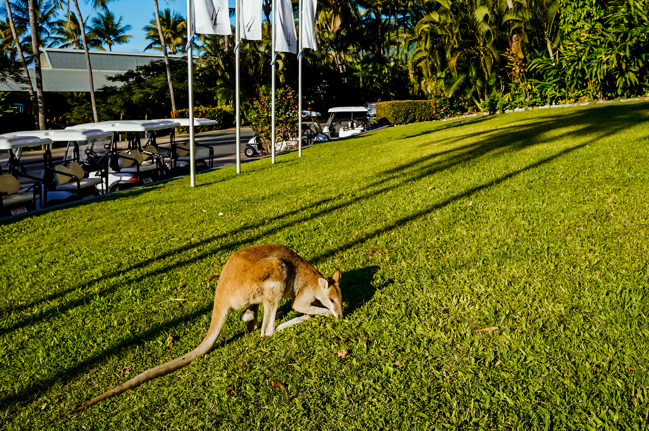 【画像】ハミルトン島のカンガルー