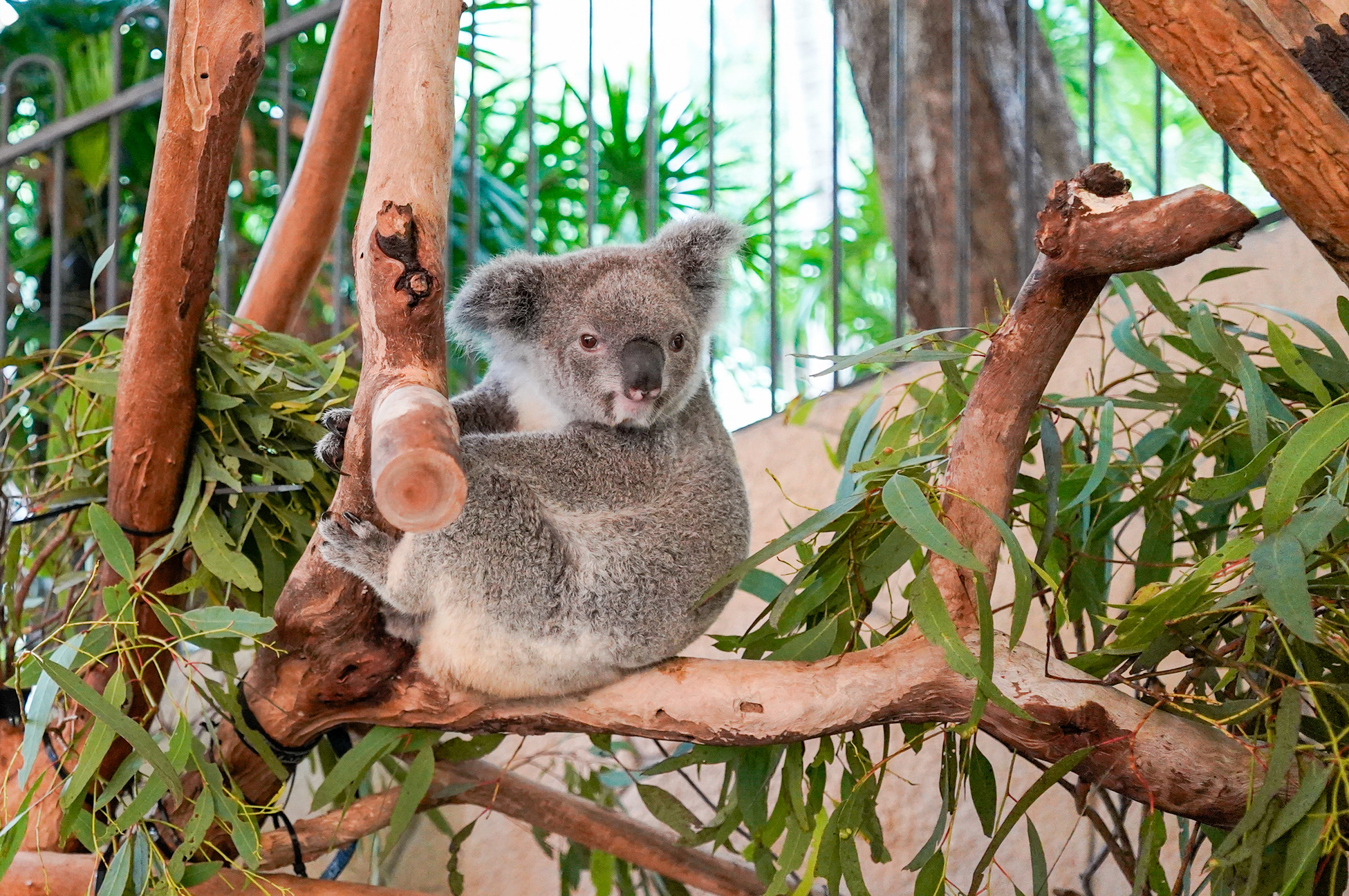 【画像】ハミルトン島のコアラ