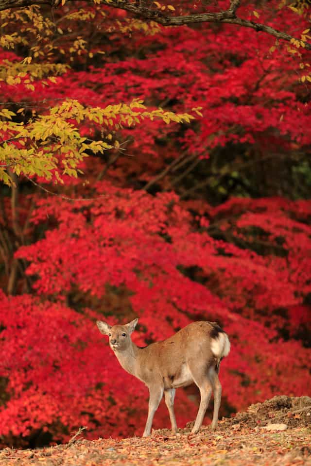 奈良公園＜奈良県奈良市＞