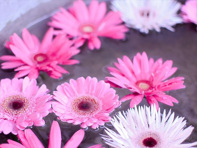 界 遠州　ガーベラ