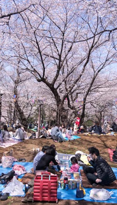 飛鳥山公園の花見