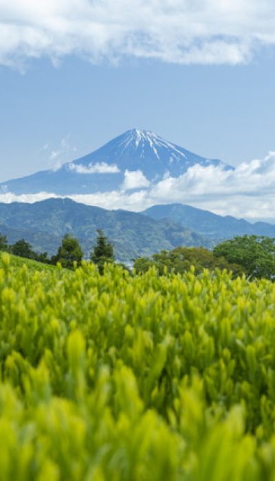 茶畑＆富士山