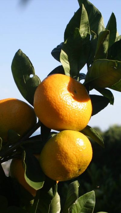 伊東のみかん畑