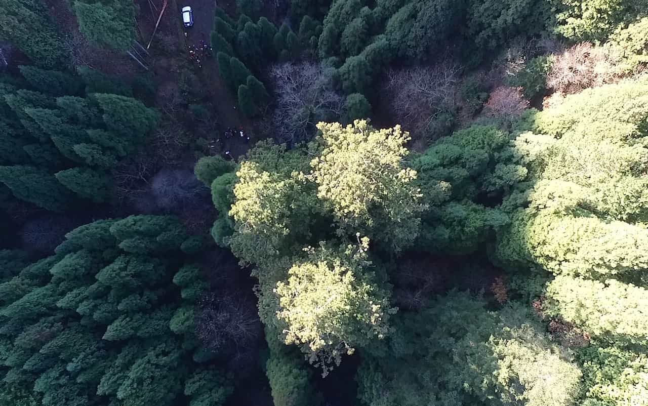 京都府京都市左京区「花脊の三本杉」