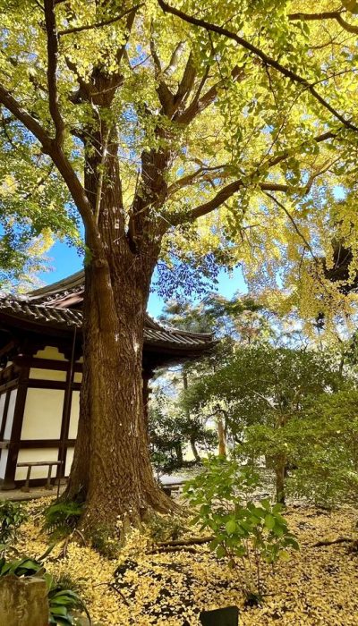 旧天瑞寺寿塔覆堂　イチョウの絨毯