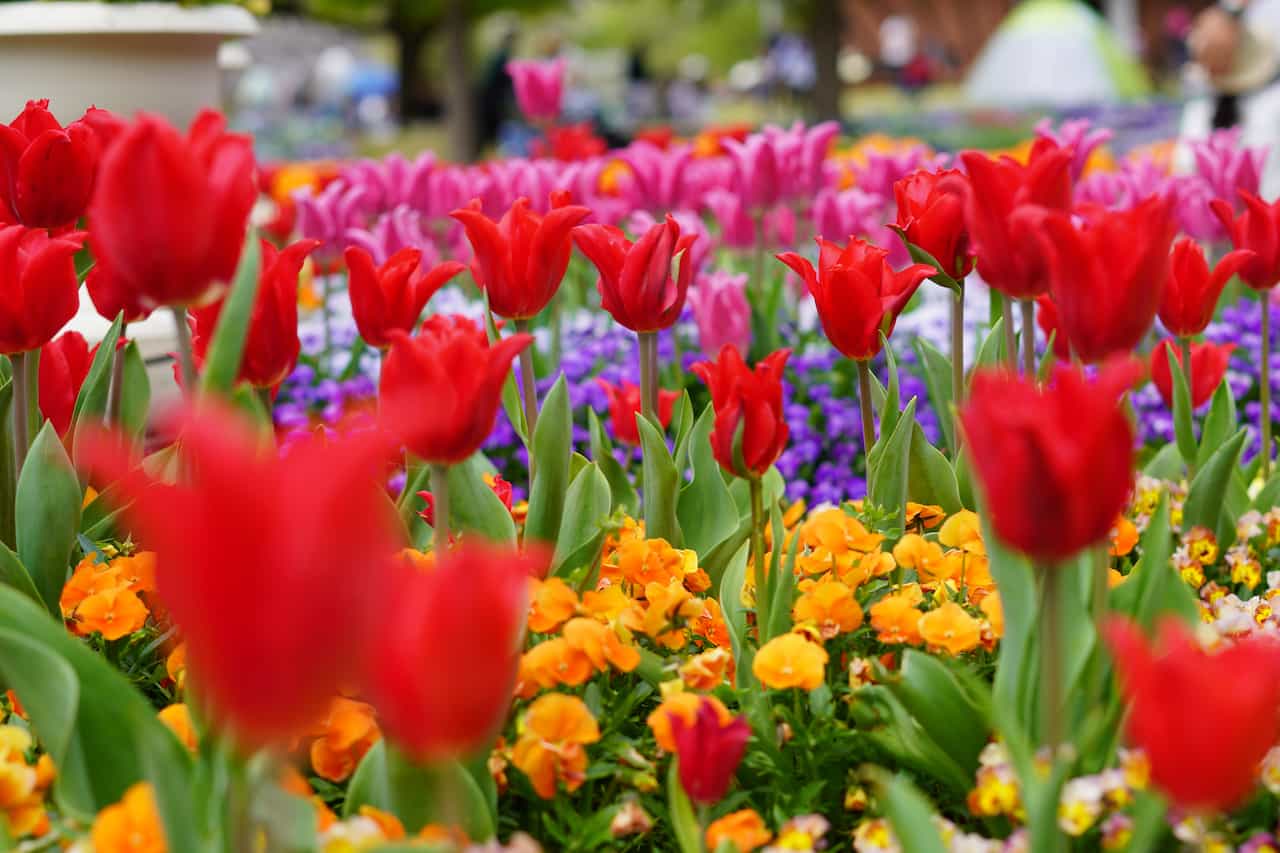 アイスチューリップ