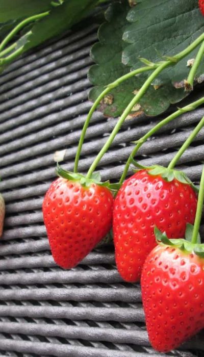 栃木県のいちご狩りイメージ